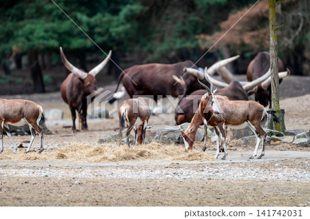 Long Horned Watusi Cattle in a Mixed Herd Long Horned Watusi Cattle in a Mixed Herd 141742031
