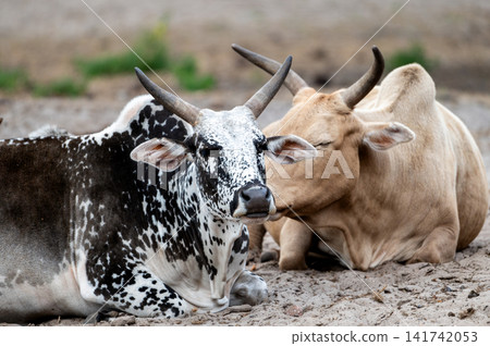 Close View of Resting Horned African Cattle Close View of Resting Horned African Cattle 141742053