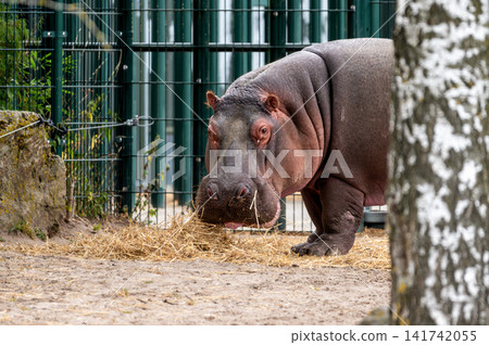 Hippopotamus Standing on Straw Covered Ground 141742055