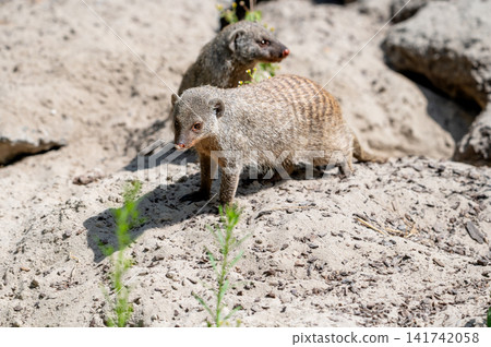 Banded Mongooses Foraging on the Sand Banded Mongooses Foraging on the Sand 141742058