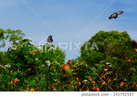 Chestnut Tiger butterflies fluttering in a flower field Chestnut Tiger butterflies fluttering in a flower field 141742587