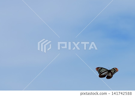 板栗虎在藍天翩翩起舞 板栗虎在藍天翩翩起舞 141742588