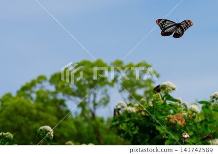 一隻栗虎蝶飛過花田。 一隻栗虎蝶飛過花田。 141742589