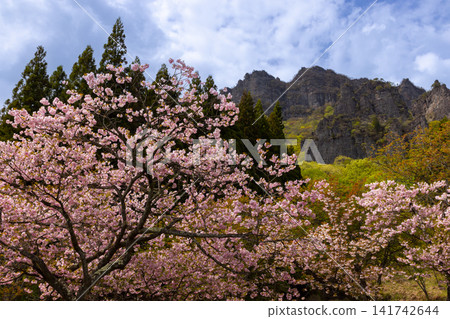 A view of Mt. Myogi with double-flowered cherry blossoms (Fukurokuju variety) and other scenery in the central area of Sakura-no-Sato Prefectural Forest Park, Kamikosaka, Shimonita-machi, Kanra-gun, Gunma Prefecture. A view of Mt. Myogi with double-flowered cherry blossoms (Fukurokuju variety) and other scenery in the central area of Sakura-no-Sato Prefectural Forest Park, Kamikosaka, Shimonita-machi, Kanra-gun, Gunma Prefecture. 141742644