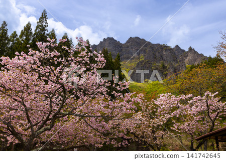 A view of Mt. Myogi with double-flowered cherry blossoms (Fukurokuju variety) and other scenery in the central area of Sakura-no-Sato Prefectural Forest Park, Kamikosaka, Shimonita-machi, Kanra-gun, Gunma Prefecture. A view of Mt. Myogi with double-flowered cherry blossoms (Fukurokuju variety) and other scenery in the central area of Sakura-no-Sato Prefectural Forest Park, Kamikosaka, Shimonita-machi, Kanra-gun, Gunma Prefecture. 141742645