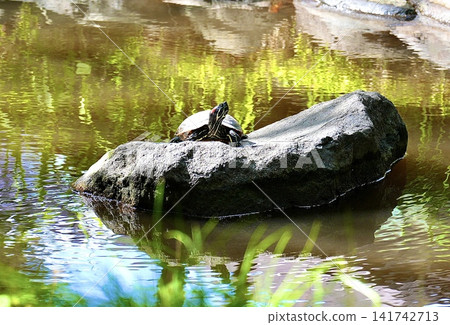 A turtle basking in the summer sun. A turtle basking in the summer sun. 141742713