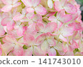 Hydrangea Paniculata Graffiti Flowers Close View 141743010