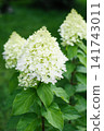 Strawberry Blossom Hydrangea Flowers Growing on Bushes 141743011