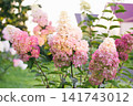 Fraise Melba Hydrangea Paniculata Blossom Group 141743012