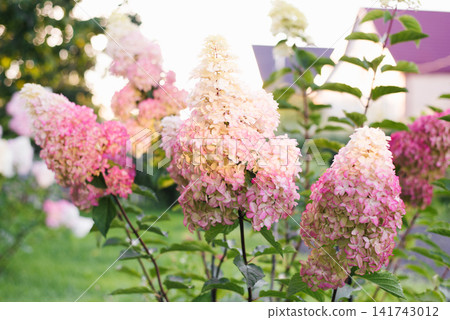 Fraise Melba Hydrangea Paniculata Blossom Group Fraise Melba Hydrangea Paniculata Blossom Group 141743012
