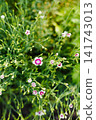Lush Pink Peony Bush with Many Green Buds in Summer Garden 141743013