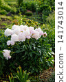 Lush Pink Peony Bush Angel Cheeks in Garden Landscape 141743014