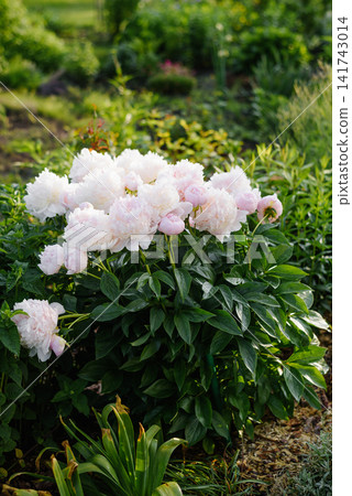 Lush Pink Peony Bush Angel Cheeks in Garden Landscape Lush Pink Peony Bush Angel Cheeks in Garden Landscape 141743014
