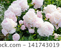 Group of Pink Peony Angel Cheeks Flowers in Sun 141743019