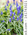 Charming Grape Hyacinth Blossoms with Delicate Blue Petals in Spring Sun 141743021