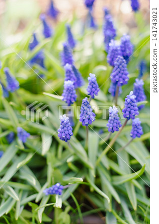 Charming Grape Hyacinth Blossoms with Delicate Blue Petals in Spring Sun Charming Grape Hyacinth Blossoms with Delicate Blue Petals in Spring Sun 141743021