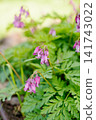 Pacific Bleeding Heart Flowers with Fern Like Leaves 141743022