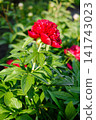 Red Charm Peony Flower Blooming in Spring Garden After Rain 141743023