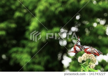 一對栗虎斑蝶正在吸食澤蘭(Eupatorium fortunei)的花蜜。 一對栗虎斑蝶正在吸食澤蘭(Eupatorium fortunei)的花蜜。 141743227