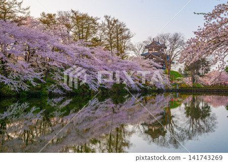 Takada Castle, its three-story turret, and cherry blossoms in full bloom (Niigata Prefecture) Takada Castle, its three-story turret, and cherry blossoms in full bloom (Niigata Prefecture) 141743269