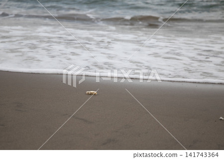 海藻在海灘上發射 海藻在海灘上發射 141743364