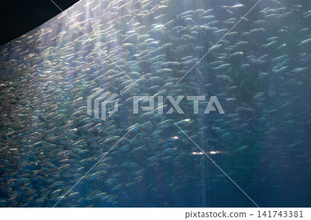 魚在魚群中游泳 魚在魚群中游泳 141743381