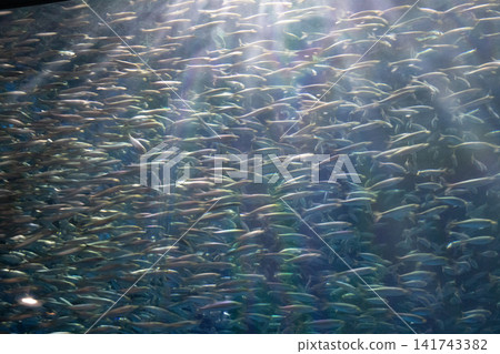一大群沙丁魚在游泳 一大群沙丁魚在游泳 141743382