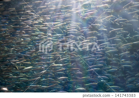 沙丁魚在學校游泳 沙丁魚在學校游泳 141743383