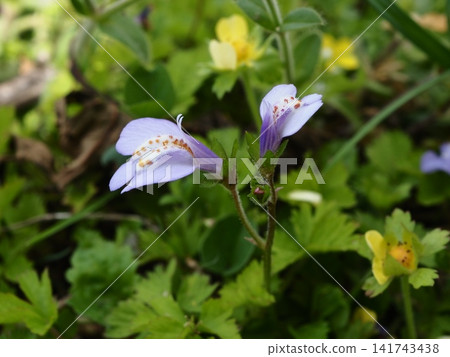 The pale purple flowers of *Mazus pumilus* bloom on the Arakawa riverbed in spring. The pale purple flowers of *Mazus pumilus* bloom on the Arakawa riverbed in spring. 141743438