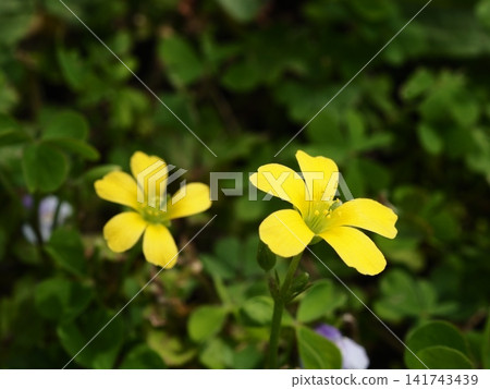 春天，荒川河堤岸邊盛開著黃花酢漿草。 141743439