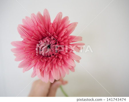手中握著一朵天然的粉紅色非洲菊。 141743474