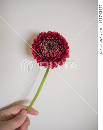 手中握著一朵天然的紅色非洲菊。 手中握著一朵天然的紅色非洲菊。 141743475
