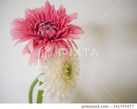 一對天然花朵，一朵粉紅色，一朵白色，依偎在一起。 141743477