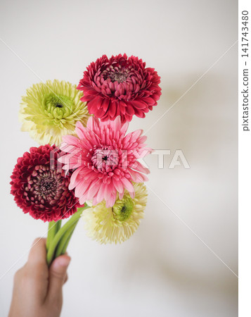 一張自然的花束圖片，其中包含五朵非洲菊。 141743480