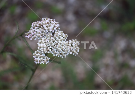 白色蓍草花的特寫。 白色蓍草花的特寫。 141743633