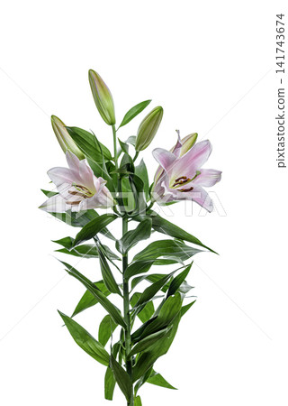 bouquet of pink lilies bouquet of pink lilies 141743674