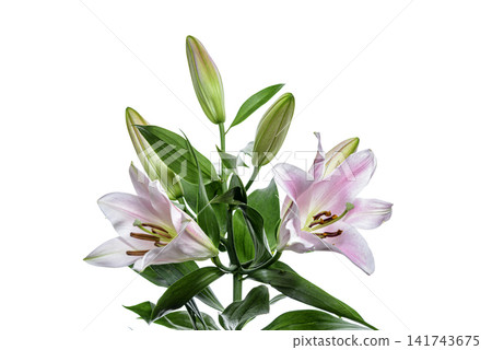 bouquet of pink lilies bouquet of pink lilies 141743675