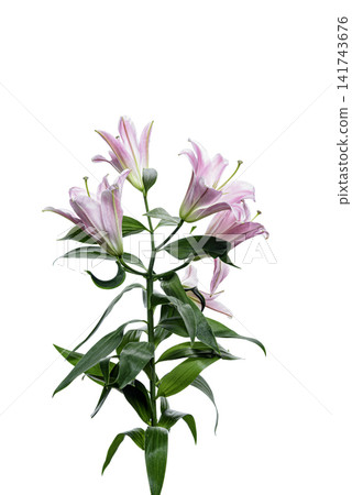 bouquet of pink lilies bouquet of pink lilies 141743676