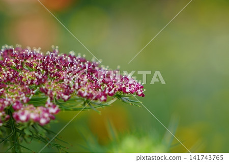 酒紅色蕾絲花朵 酒紅色蕾絲花朵 141743765