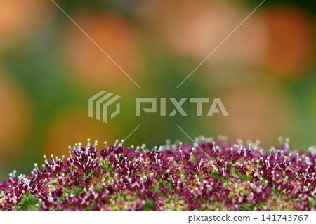 嬌嫩的酒紅色蕾絲花盛開。 嬌嫩的酒紅色蕾絲花盛開。 141743767
