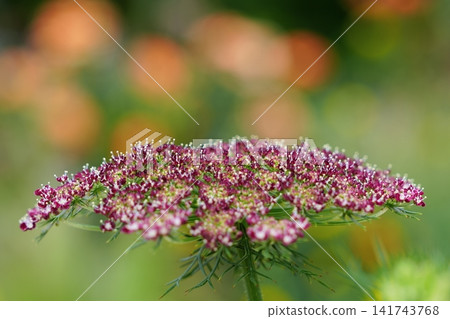 蕾絲花的精緻形態 蕾絲花的精緻形態 141743768