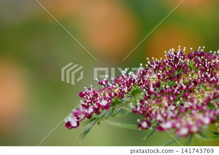 小巧的蕾絲花朵優雅地綻放 小巧的蕾絲花朵優雅地綻放 141743769