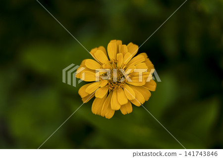 一朵百日菊花的特寫 一朵百日菊花的特寫 141743846
