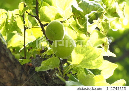 Still green plums Still green plums 141743855