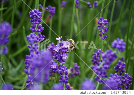 Bees collecting nectar in a lavender field in Hokkaido: A summer natural scene. Bees collecting nectar in a lavender field in Hokkaido: A summer natural scene. 141743934