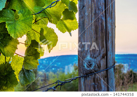Closeup of fresh green grapevine leaves beside a weathered wooden support post  in Wuerzburg, Franconia, Bavaria, Germany. 141744358