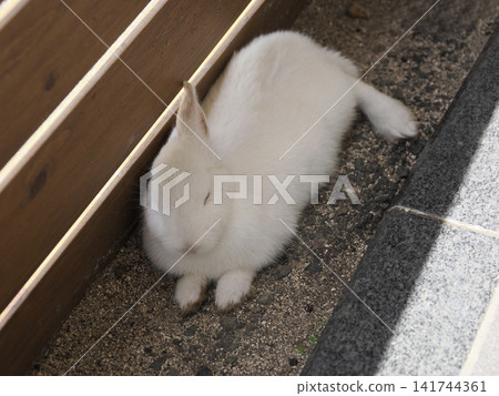 Okunojima rabbit Okunojima rabbit 141744361