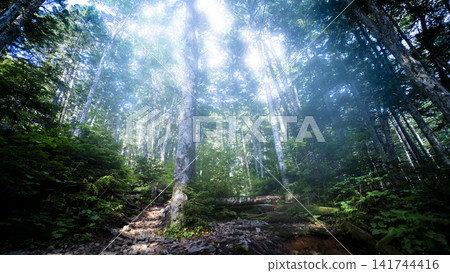 The forest along the mountain trail, shrouded in morning mist. The forest along the mountain trail, shrouded in morning mist. 141744416