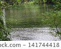 The clear waters of the Kakita River as seen through the trees 141744418
