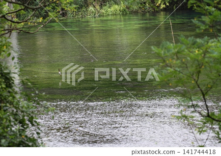 The clear waters of the Kakita River as seen through the trees The clear waters of the Kakita River as seen through the trees 141744418